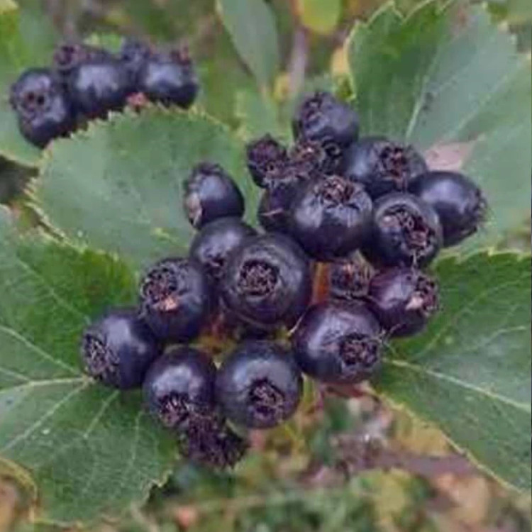 Black hawthorn seedlings