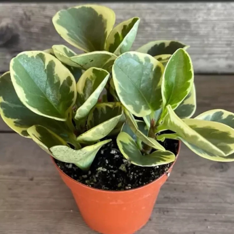 Ablaq spoon flower seedlings