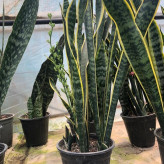 Sansevieria ablacta
