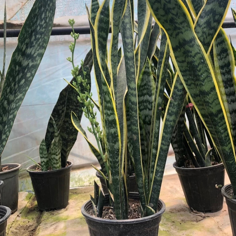 Sansevieria ablacta