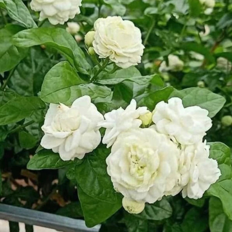 Jasmine sapling Razeghi