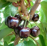 Black cherry seedlings