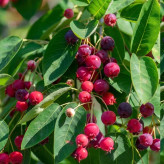 JuneberrySeedlings