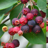 نهال جون بری خوش طعم و زیبا