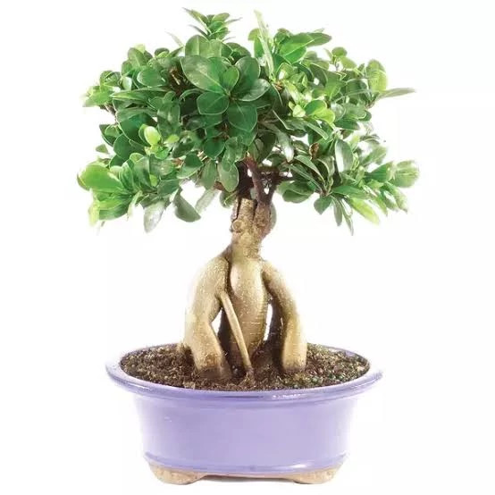 Bonsai seedlings