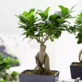 خرید نهال بونسای کمیاب