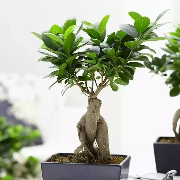 خرید نهال بونسای کمیاب