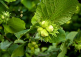 Hazelnut seedlings