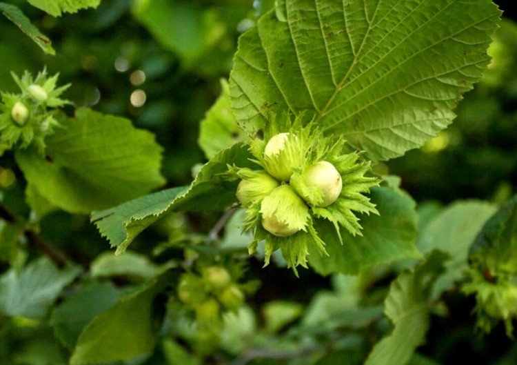 Hazelnut seedlings