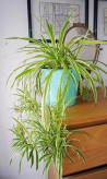 Cornflower seedlings