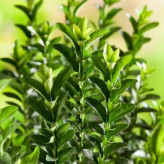 Boxwood seedling