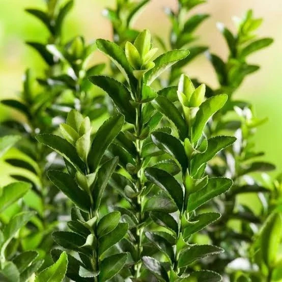 Boxwood seedling