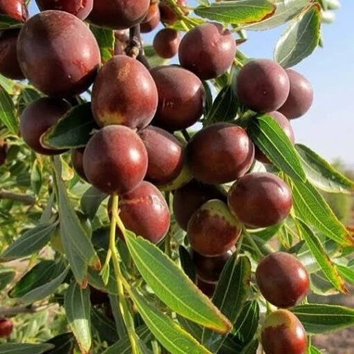 jujube sapling