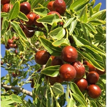 خرید نهال عناب