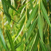 Mad willow sapling