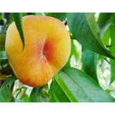 Peach and fig seedlings