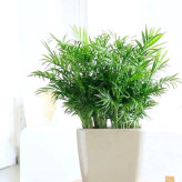 خرید نهال نخل اریکا