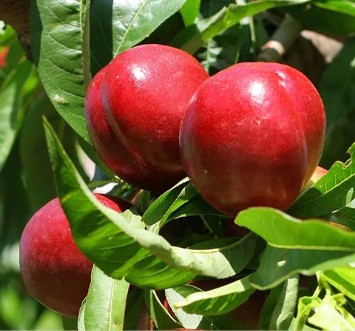 Red nectarine seedlings of Moghan flowers