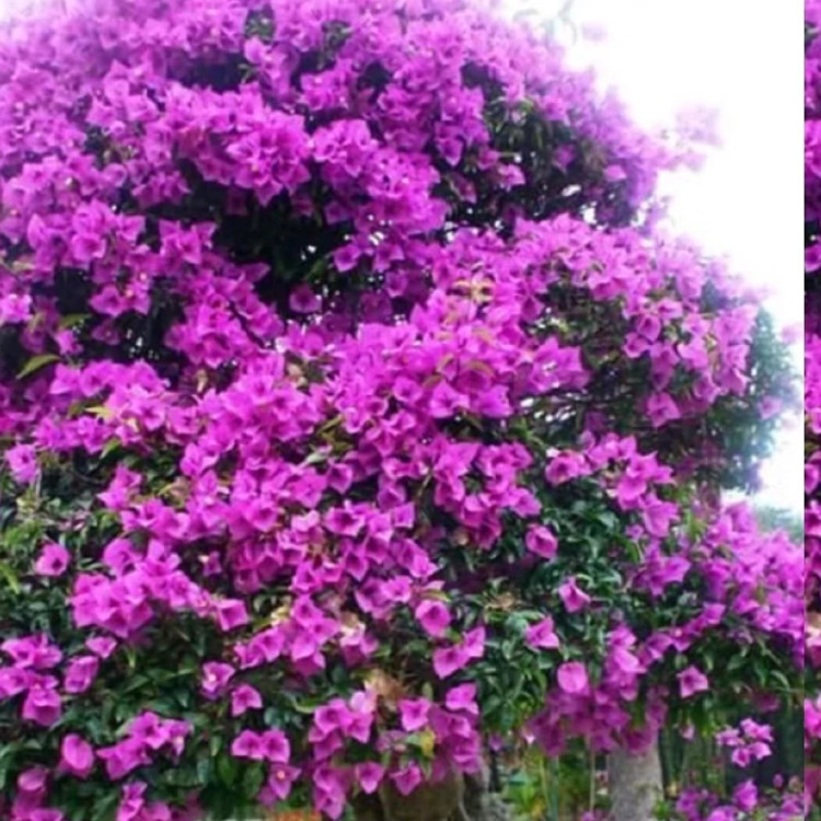 خرید نهال گل کاغذی صورتی بزرگ
