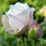 Dutch white rose seedlings