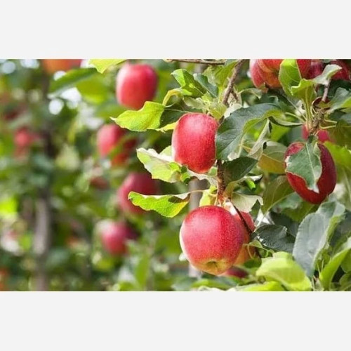 نهال سیب گالا خوش طعم
