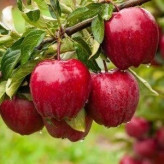 Gala apple seedlings