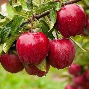 Gala apple seedlings