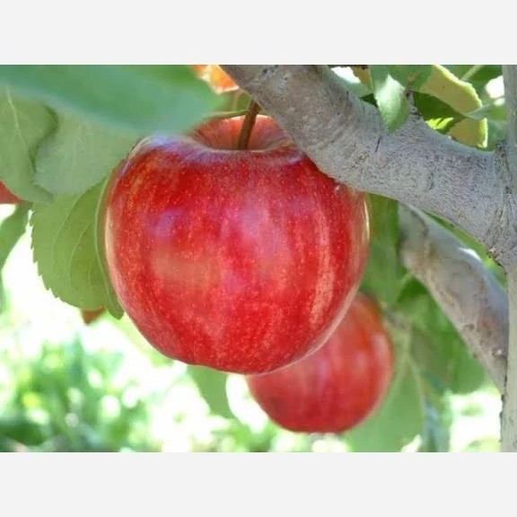 خرید نهال سیب گالا