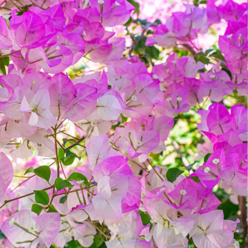 Pink paper flower seedlings