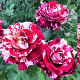 Two-tone white and red rose seedlings