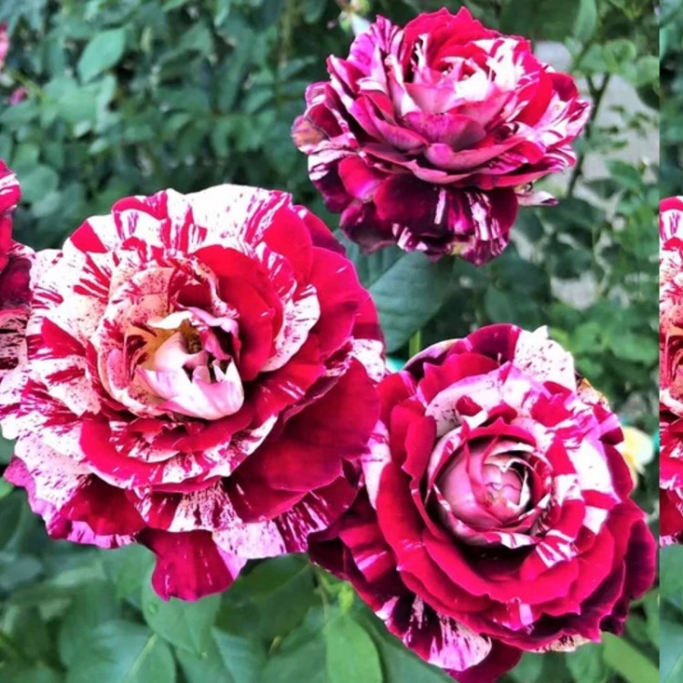 Two-tone white and red rose seedlings