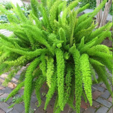 Foxtail seedlings