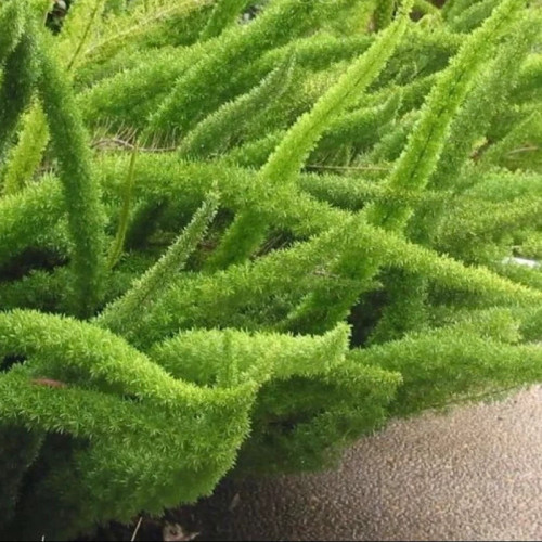 نهال دم روباهی بسیار زیبا
