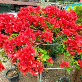Red paper flower seedlings