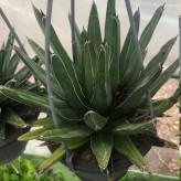 Florida Green Agave Seedling