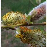 Willow sapling