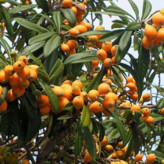 Japanese mango seedlings from Gilan