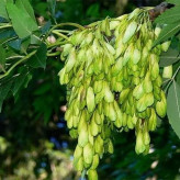 نهال زبان گنجشک