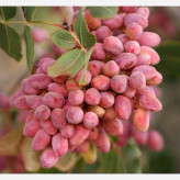 نهال پسته پیوندی بزرگ بن دار