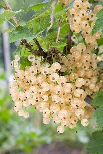 فروش ویژه نهال شلیل مغان