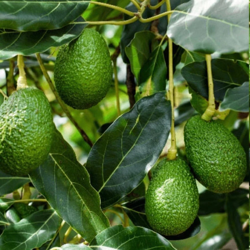 نهال نهال آووکادو بیکن پیوندی - فروشگاه نهالآفرین
