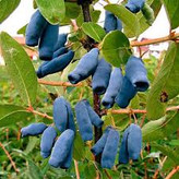 Honeyberry seedlings