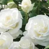 رز محمدی سفید خاص