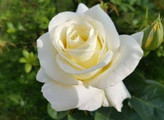 White Jam Mohammadi Rose Seedling