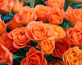 خرید نهال رز هلندی مقاوم