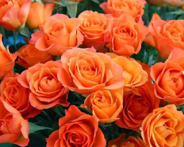 خرید نهال رز هلندی مقاوم