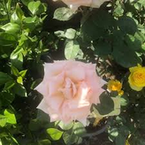 نهال رز گلبهی مقاوم
