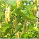 توت سفید زیبا