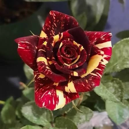 رز دو رنگ کمیاب