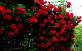خرید نهال رز خاص